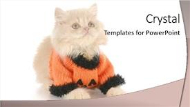  Presentation with kitten - Colorful slides enhanced with recycling material at pallets backdrop and a light gray colored foreground