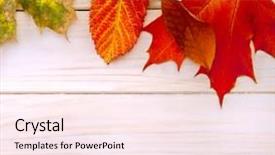  Presentation with copy space - Slide deck consisting of autumn classified on the tree background and a sky blue colored foreground