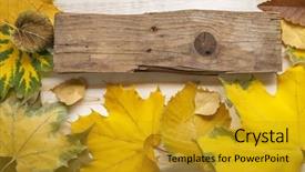  Presentation with classified - Slide deck featuring autumn classified on the tree with leaf frame for words and inscriptions copy space top view background and a gold colored foreground