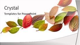  Presentation with autumn leaves falling - Presentation theme enhanced with autumn colored leaves falling isolated background and a white colored foreground