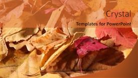  Presentation with autumn leaves - Presentation design enhanced with autumn-colored-leaves-sesason-background background and a red colored foreground