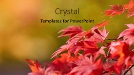  Presentation with oak tree - Presentation with autumn colorful bright leaves swinging on an oak tree in autumnal park fall background beautiful nature background and a gold colored foreground