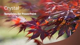  Presentation with oak tree - Colorful presentation theme enhanced with autumn colorful bright leaves swinging on an oak tree in autumnal park fall background beautiful nature backdrop and a tawny brown colored foreground