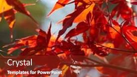  Presentation with oak tree - Presentation theme having autumn colorful bright leaves swinging on an oak tree in autumnal park fall background beautiful nature background and a tawny brown colored foreground