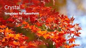  Presentation with oak tree - Audience pleasing presentation consisting of autumn colorful bright leaves swinging on an oak tree in autumnal park fall background beautiful nature backdrop and a crimson colored foreground