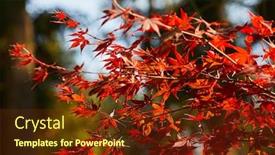  Presentation with oak - Slide set with autumn colorful bright leaves swinging on an oak tree in autumnal park fall background beautiful nature background and a tawny brown colored foreground