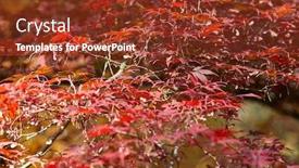  Presentation with oak tree - Colorful PPT layouts enhanced with autumn colorful bright leaves swinging on an oak tree in autumnal park fall background beautiful nature backdrop and a tawny brown colored foreground