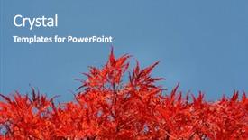  Presentation with garden - Beautiful PPT theme featuring autumn-colors-in-the-garden backdrop and a teal colored foreground