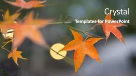  Presentation with maple - 