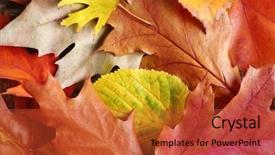  Presentation with close up dumb cane leaves - Beautiful slide set featuring autumn colourful leaves background close backdrop and a red colored foreground