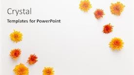  Presentation with flat - Presentation theme enhanced with autumn-composition-with-colorful-chrysanthemums background and a white colored foreground