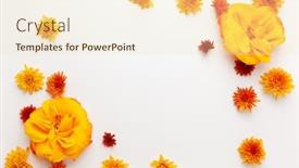  Presentation with white rose - Audience pleasing PPT layouts consisting of autumn-composition-with-colorful-chrysanthemums backdrop and a lemonade colored foreground