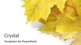  Presentation with maple leaves - Cool new PPT theme with autumn corner made from maple leaves backdrop and a white colored foreground