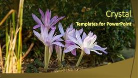  Presentation with autumn - Amazing slide deck having autumn-crocus-or-colchicum-autumnale backdrop and a wine colored foreground