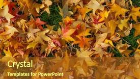  Presentation with dead leaves - Slide deck having autumn dead maple tree leaves background and a  colored foreground