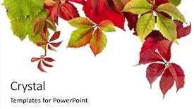  Presentation with decoration - Colorful presentation enhanced with autumn decoration border of colorful falling leafs on white backdrop and a white colored foreground