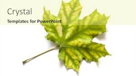  Presentation with maple leaf - Slides with autumn-dry-maple-leaf background and a blonde colored foreground