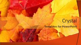  Presentation with fall leaves border autumn - Beautiful slides featuring autumn fall colorfull leaves background backdrop and a gold colored foreground