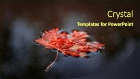  Presentation with water leaf - Slide deck consisting of autumn-fall-leaf-in-water background and a wine colored foreground