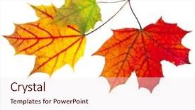  Presentation with maple leaves - Presentation design featuring autumn fall leaves maple isolated background and a sky blue colored foreground