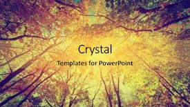  Presentation with pine trees sun shining through - Presentation theme enhanced with picked autumn pumpkin harvest different types colors and sizes background and a tawny brown colored foreground