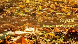  Presentation with autumn leaves - Theme with autumn-fallen-leaves background and a tawny brown colored foreground