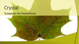  Presentation with maple leaf - Slide deck having autumn fallen maple leaf isolated background and a yellow colored foreground