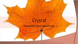  Presentation with maple leaf - Beautiful presentation featuring autumn fallen maple leaf isolated on white background backdrop and a gold colored foreground