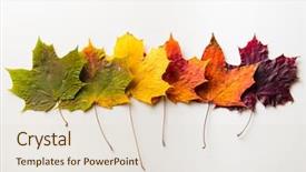  Presentation with maple leaf - Slide deck with autumn fallen maple leaves isolated background and a lemonade colored foreground