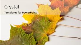  Presentation with isolated fall oak leaf - Slide set featuring autumn fallen maple leaves isolated background and a lemonade colored foreground