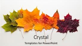  Presentation with isolated fall oak leaf - PPT layouts with autumn fallen maple leaves isolated background and a  colored foreground