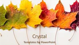  Presentation with maple leaf - Theme having autumn fallen maple leaves isolated background and a lemonade colored foreground