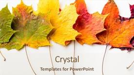  Presentation with maple leaves - PPT theme with autumn fallen maple leaves isolated background and a  colored foreground