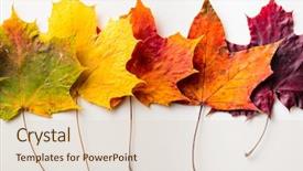  Presentation with maple leaf - Beautiful PPT layouts featuring autumn fallen maple leaves isolated backdrop and a lemonade colored foreground
