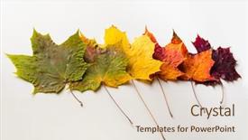  Presentation with maple leaves - Slide deck with autumn fallen maple leaves isolated background and a lemonade colored foreground