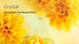  Presentation with dahlia - PPT theme featuring autumn-floral-composition-made background and a yellow colored foreground