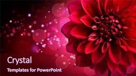  Presentation with dahlia - Colorful theme enhanced with autumn flower design over black backdrop and a wine colored foreground