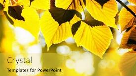 Presentation with illuminated - Presentation theme having autumn foliage illuminated sun background and a yellow colored foreground