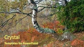  Presentation with moss - Slide deck having autumn forest after the rain beautiful birch covered with moss brown fern under the trees background and a tawny brown colored foreground