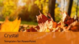  Presentation with fall leaves border autumn - Audience pleasing slides consisting of autumn forest at sunny weather backdrop and a gold colored foreground