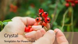  Presentation with honey bee closeup view - Theme consisting of autumn forest berry after rain background and a coral colored foreground