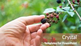  Presentation with blackberry - Presentation theme featuring autumn forest berry after rain background and a coral colored foreground