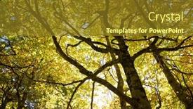  Presentation with saint - Presentation theme with autumn-forest-in-pierre-saint background and a tawny brown colored foreground