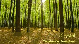  Presentation with autumn wood - Amazing slide deck having autumn forest trees nature green backdrop and a tawny brown colored foreground
