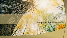  Presentation with autumn wood - Slide set with autumn forest trees nature green wood sunlight backgrounds background and a yellow colored foreground