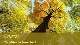  Presentation with autumn wood - Presentation enhanced with autumn forest trees nature green background and a tawny brown colored foreground