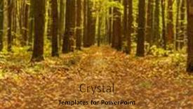  Presentation with autumn wood - 