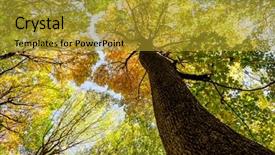  Presentation with autumn wood - Amazing presentation theme having autumn forest trees nature green backdrop and a gold colored foreground