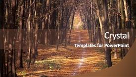  Presentation with autumn wood - Amazing theme having autumn forest trees nature green backdrop and a  colored foreground