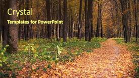  Presentation with autumn wood - Colorful PPT theme enhanced with autumn forest trees nature green wood sunlight backgrounds backdrop and a tawny brown colored foreground